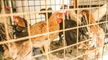 تراجع ملحوظ.. أسعار الدواجن في أسواق كفر الشيخ الخميس 15 يناير 2026